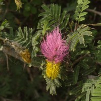 Dichrostachys cinerea (L.) Wight & Arn.